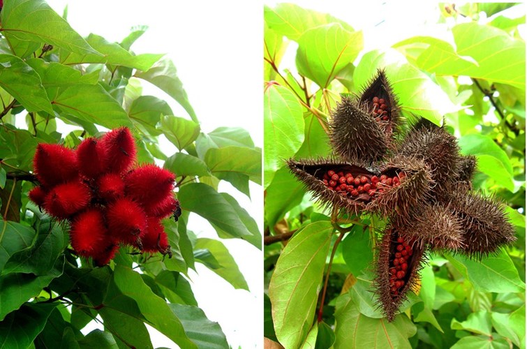 [-]Trồng[-]cây[-]cà[-]ri[-]đỏ[-]làm[-]cảnh[-]mang[-]lại[-]lợi[-]nhuận[-]cao